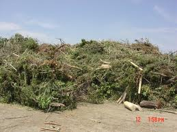 Tree Waste - Stockpile